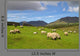 Sheep and Rams Connemara