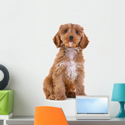 Puppy Cockapoo White Wall Decal shown on a wall