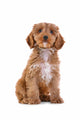 Puppy Cockapoo White Wall Decal