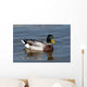 wild duck Wall Mural