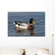 wild duck Wall Mural