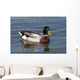 wild duck Wall Mural