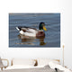 wild duck Wall Mural