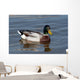 wild duck Wall Mural