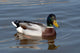 wild duck Wall Mural