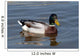 wild duck Wall Mural
