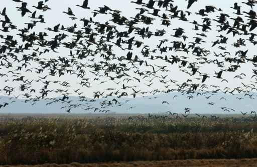 White-fronted Goose Wall Decal