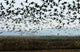 White-fronted Goose Wall Decal