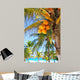 Coconut Palm Trees Caribbean