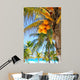 Coconut Palm Trees Caribbean