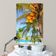 Coconut Palm Trees Caribbean