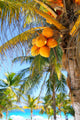Coconut Palm Trees Caribbean