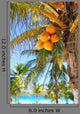 Coconut Palm Trees Caribbean