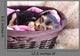Sleeping Puppy