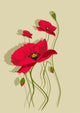 Beautiful vector illustration depicting poppies Wall Decal