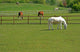 Horses and Cattle Grazing