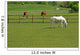 Horses and Cattle Grazing
