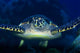 Tortue Wall Mural