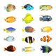 Fifteen Tropical Fish Wall Decal
