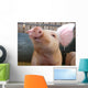 Pig Wall Mural
