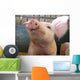 Pig Wall Mural