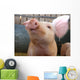 Pig Wall Mural