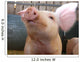 Pig Wall Mural