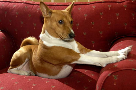 Basenji Strech Wall Decal