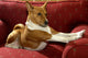 Basenji Strech Wall Decal
