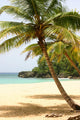 Palm Tree