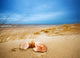 Shells Sand Ocean Wall Mural