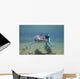 Circling Shark Wall Mural