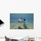 Circling Shark Wall Mural