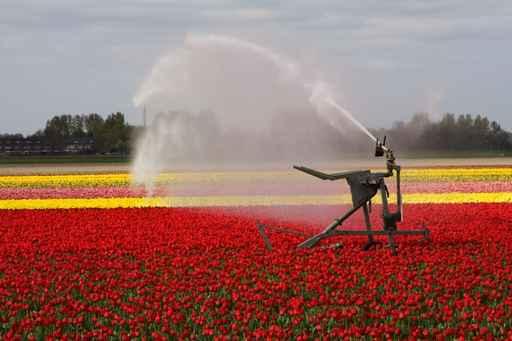 Tulip Field Sprayed Wall Decal