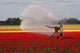 Tulip Field Sprayed Wall Decal