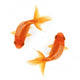 Two Goldfish Swimming in Circles Wall Decal