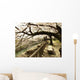 Ancient Cherry Trees Wall Decal