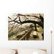 Ancient Cherry Trees Wall Decal