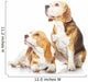 Two beagle dogs isolated on white background Wall Decal