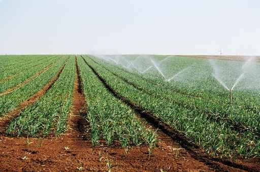 Irrigation Shoots Wall Decal