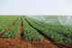 Irrigation Shoots Wall Decal