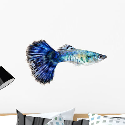 Blue Guppy Fish Poecilia shown on a wall