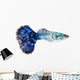 Blue Guppy Fish Poecilia