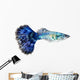 Blue Guppy Fish Poecilia