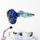 Blue Guppy Fish Poecilia