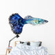 Blue Guppy Fish Poecilia