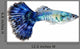 Blue Guppy Fish Poecilia