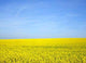 Rapeseed Field Wall Decal
