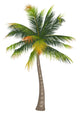 Coconut Palm Tree White Wall Decal