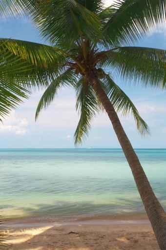 Lonely Palm Wall Decal